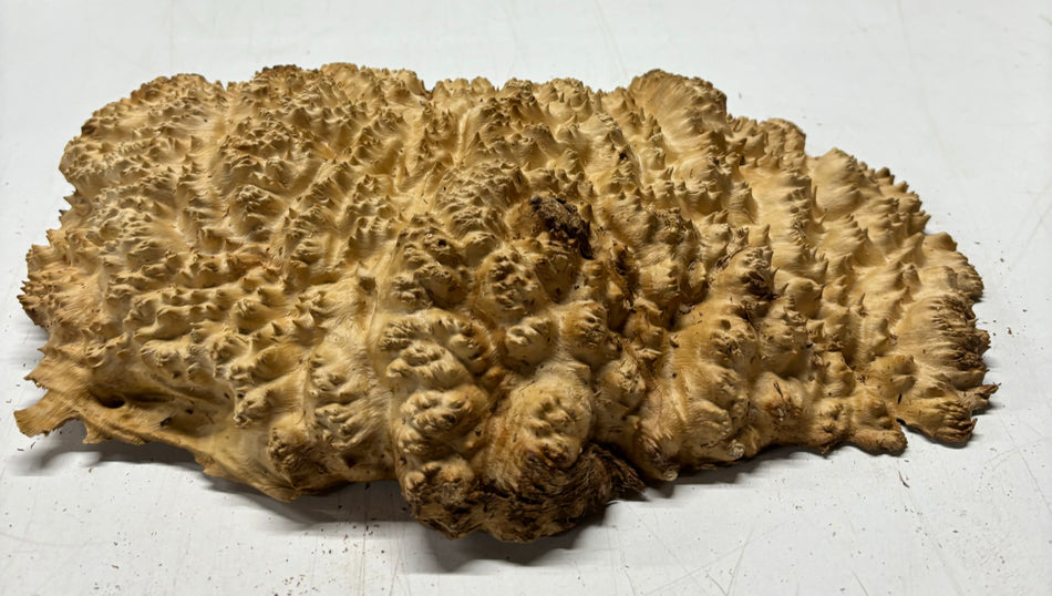 Brown Mallee Burl Cookies 12" x 8" x 3"  6 Lbs | #5035