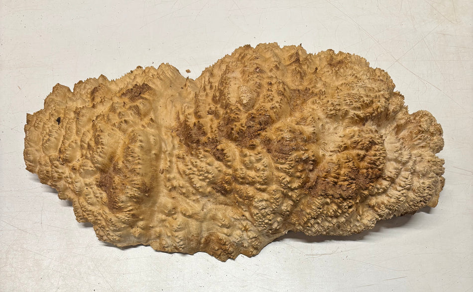 Brown Mallee Burl Cap 24" x 12" x 4" 23.8 Lbs #8007