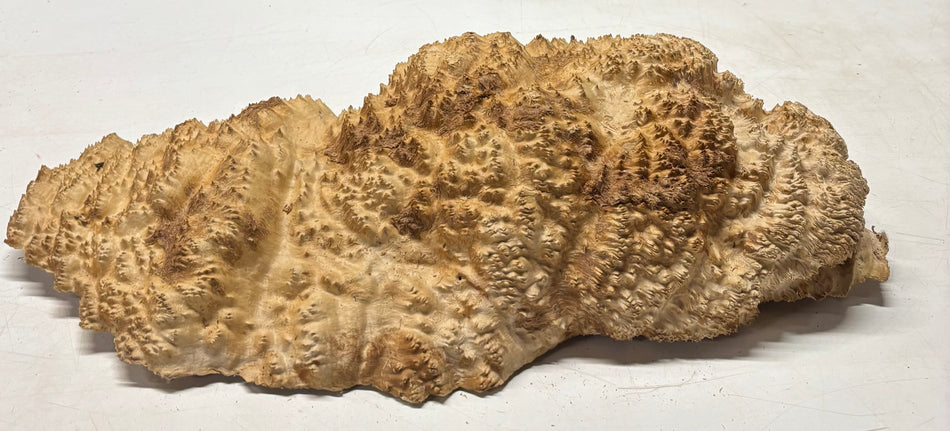 Brown Mallee Burl Cap 24" x 12" x 4" 23.8 Lbs #8007
