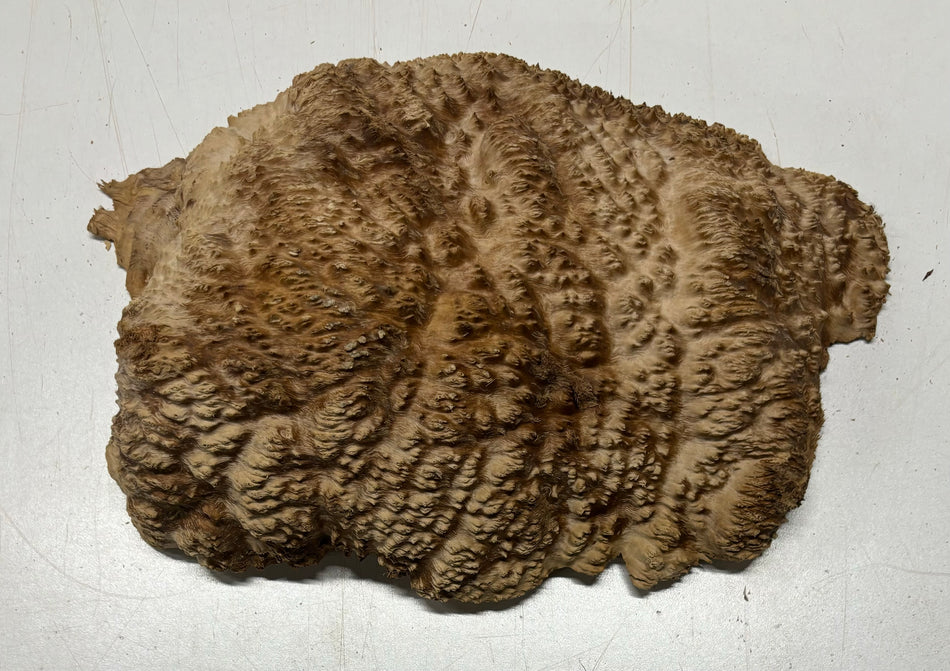Brown Mallee Burl Cookies 9" x 7" x 2-1/2"  5.3 Lbs | #5036