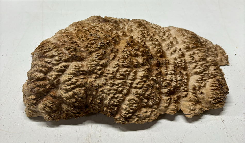 Brown Mallee Burl Cookies 9" x 7" x 2-1/2"  5.3 Lbs | #5036