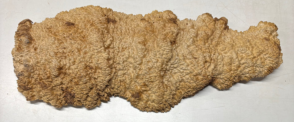 Molinillo de pimienta Brown Mallee en blanco 12" x 3" x 3", #216