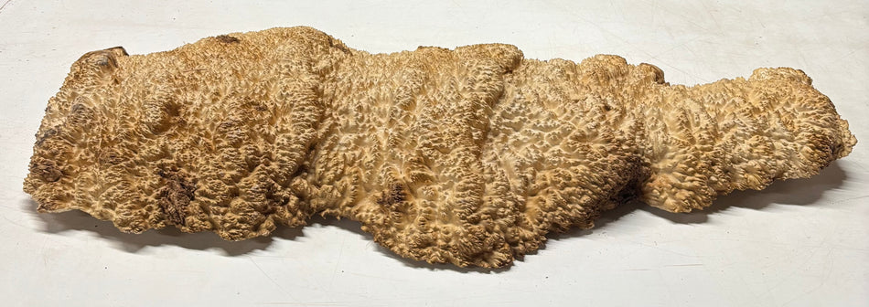 Molinillo de pimienta Brown Mallee en blanco 12" x 3" x 3", #216