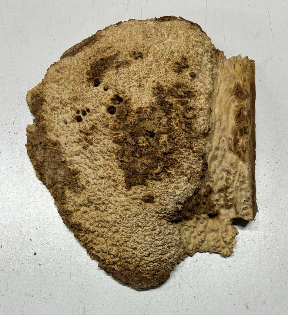 Brown Mallee Burl Cookies 9" x 7" x 2"  3.2 Lbs | #5037