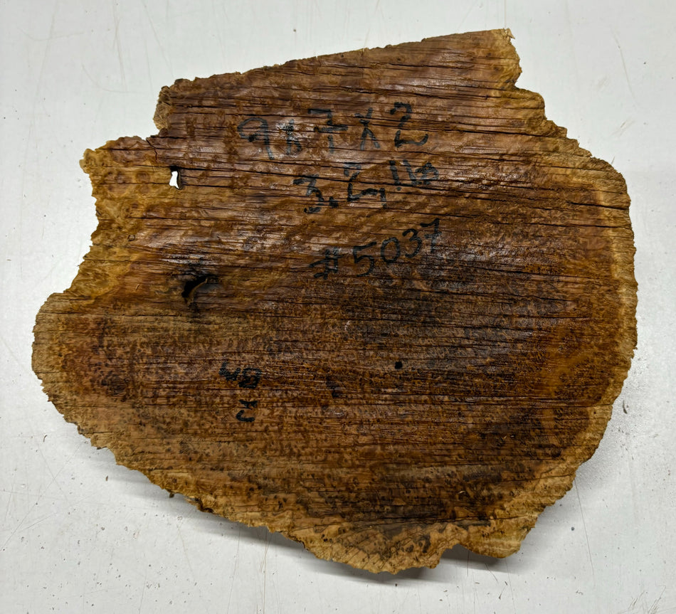 Brown Mallee Burl Cookies 9" x 7" x 2"  3.2 Lbs | #5037