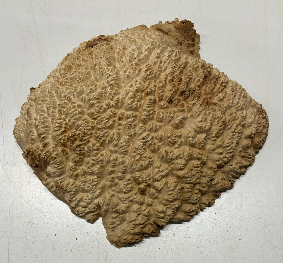 Brown Mallee Burl Cookies 11" x 10" x 3-1/2"  10.3 Lbs | #5038