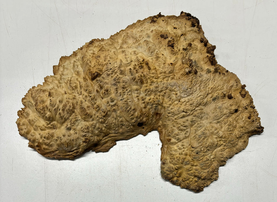 Brown Mallee Burl Cookies 14" x 7" x 2-1/2"  9 Lbs | #5039