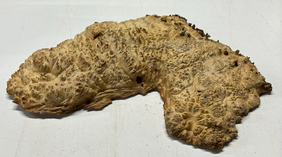Brown Mallee Burl Cookies 14" x 7" x 2-1/2"  9 Lbs | #5039
