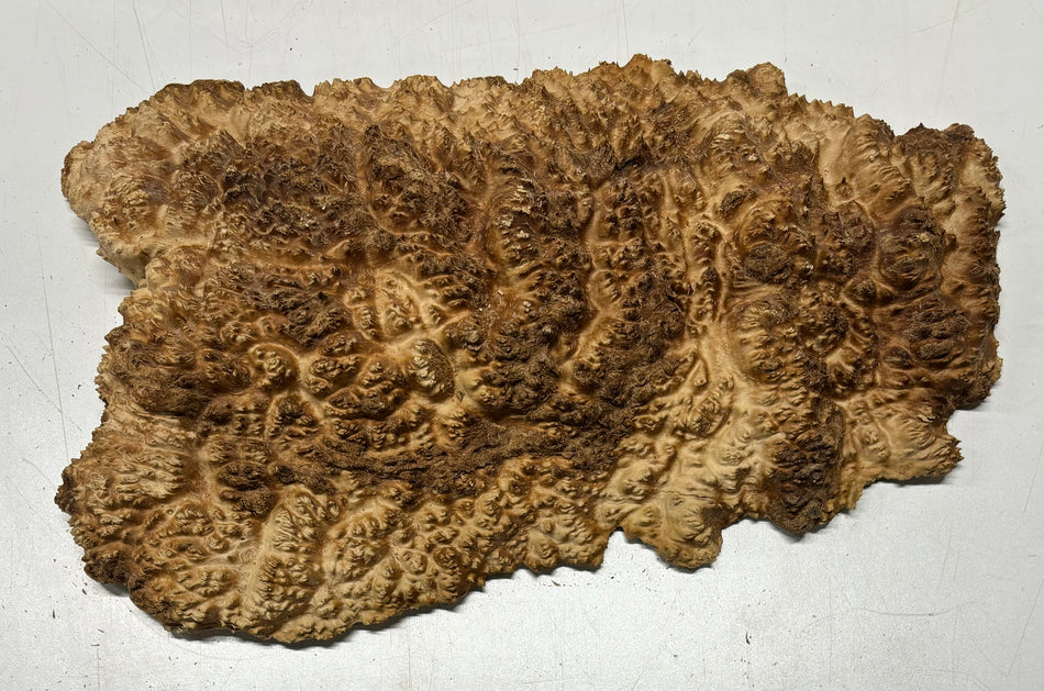 Brown Mallee Burl Cookies 15" x 8" x 2"  7.1 Lbs | #5040