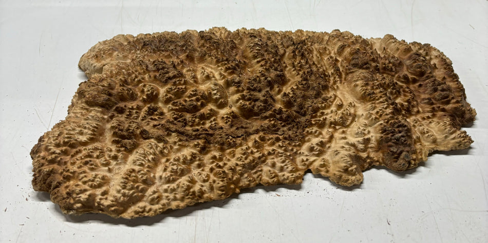 Brown Mallee Burl Cookies 15" x 8" x 2"  7.1 Lbs | #5040