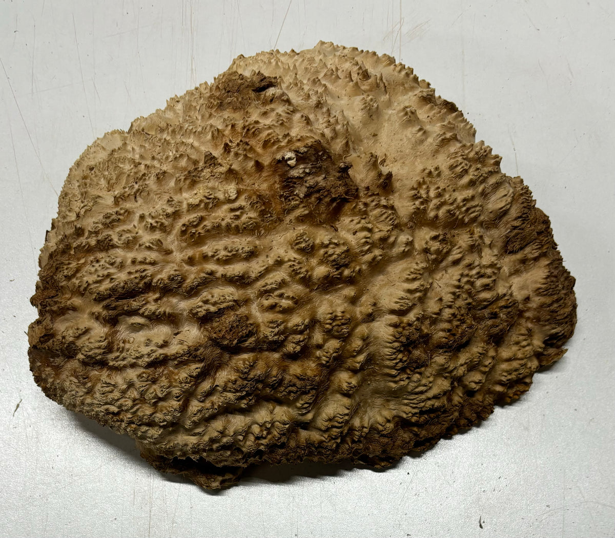 Brown Mallee Burl Cookies 15" x 8" x 2"  7.1 Lbs | #5041 Exotic Wood Zone 