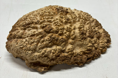 Brown Mallee Burl Cookies 15" x 8" x 2"  7.1 Lbs | #5041 Exotic Wood Zone 