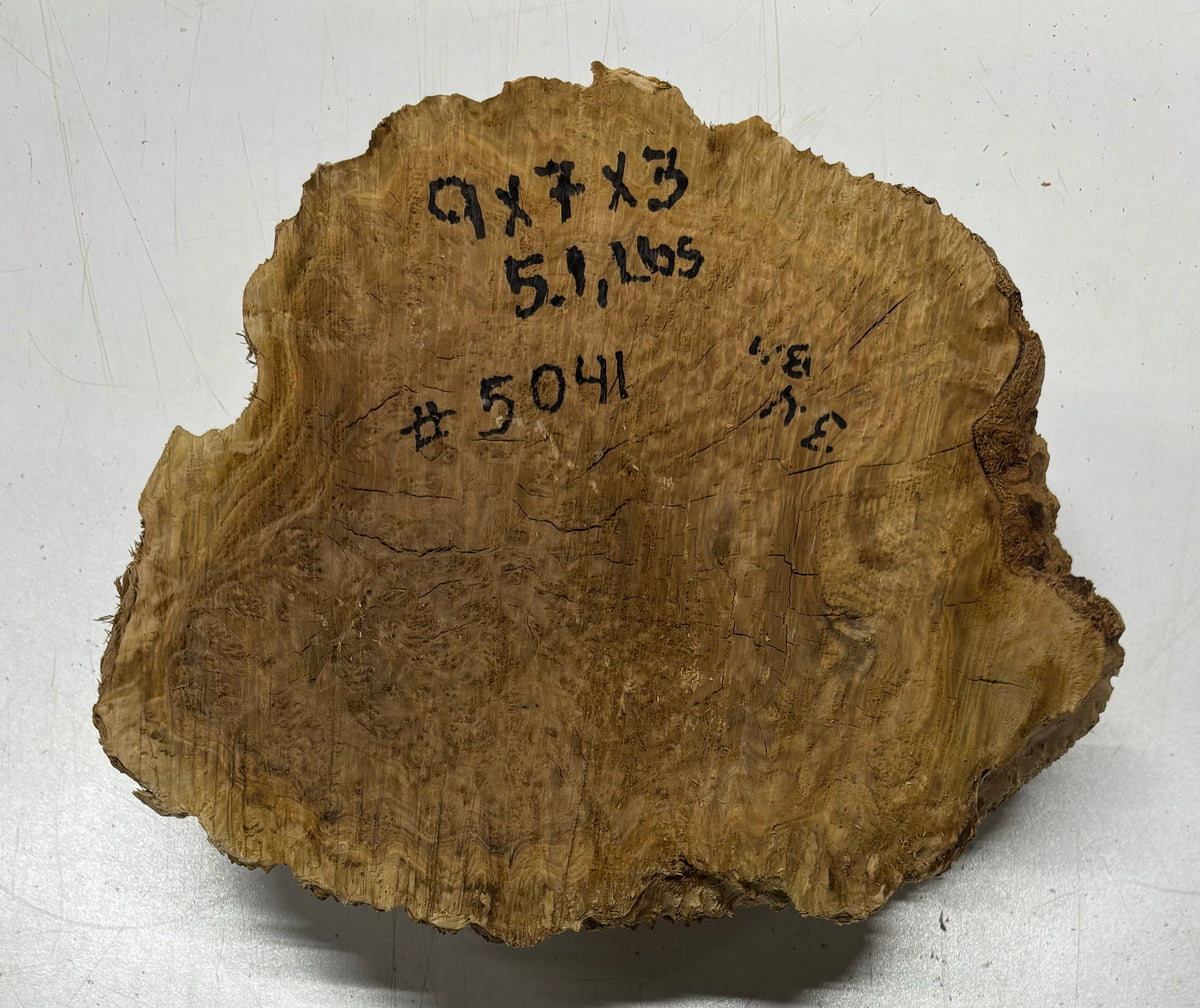 Brown Mallee Burl Cookies 15" x 8" x 2"  7.1 Lbs | #5041 Exotic Wood Zone 