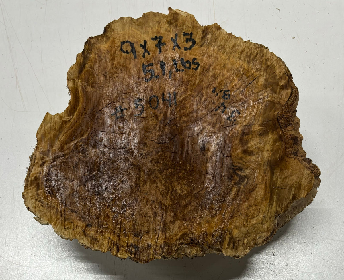 Brown Mallee Burl Cookies 15" x 8" x 2"  7.1 Lbs | #5041 Exotic Wood Zone 