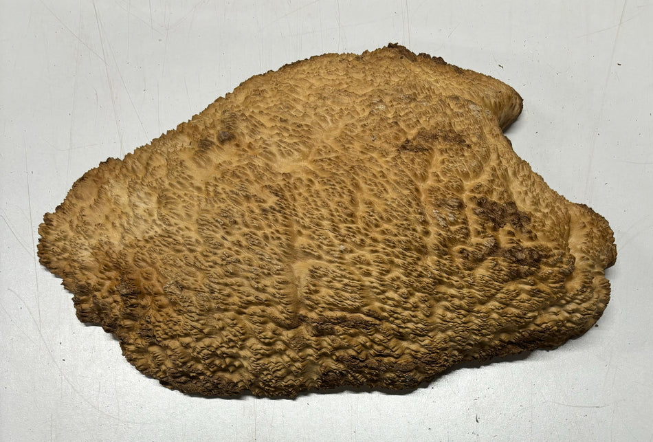 Brown Mallee Burl Cookies 14" x 9" x 3"  9.4 Lbs | #5042