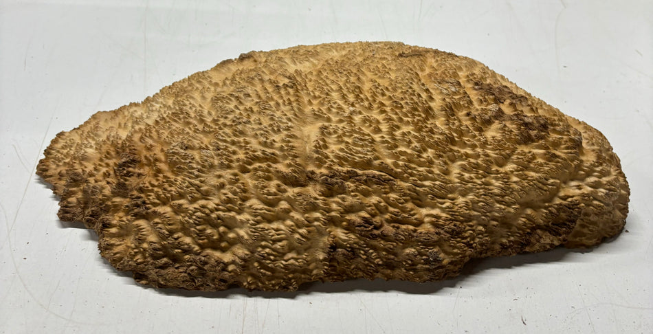 Brown Mallee Burl Cookies 14" x 9" x 3"  9.4 Lbs | #5042