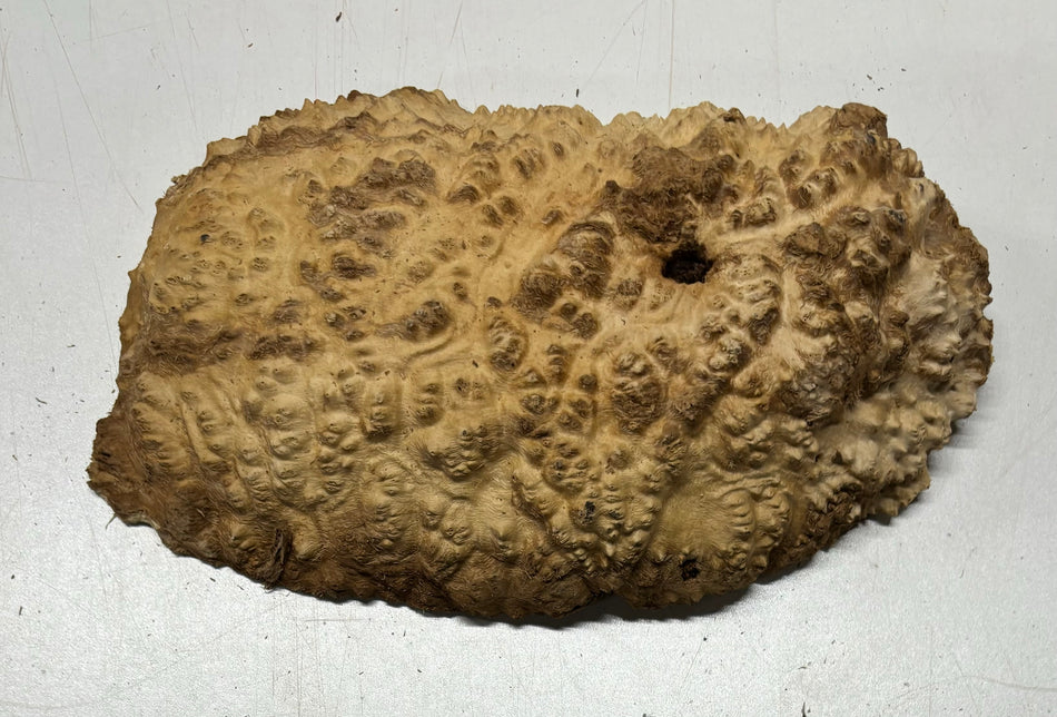 Brown Mallee Burl Cookies 9" x 6" x 2-1/2"  3.4 Lbs | #5043