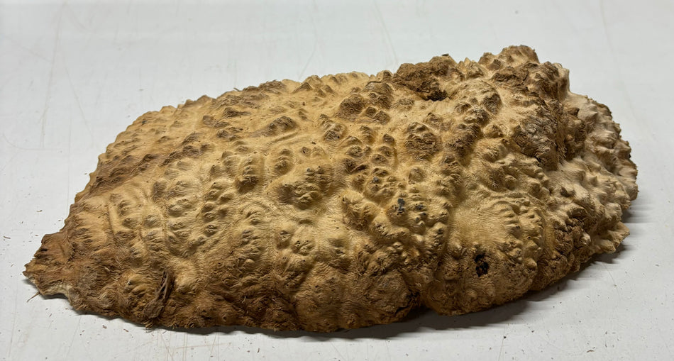 Brown Mallee Burl Cookies 9" x 6" x 2-1/2"  3.4 Lbs | #5043
