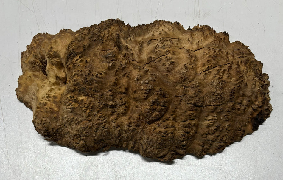 Brown Mallee Burl Cookies 12" x 6" x 2"  5 Lbs | #5044