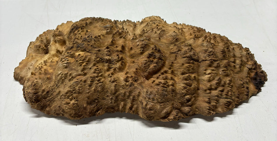Brown Mallee Burl Cookies 12" x 6" x 2"  5 Lbs | #5044