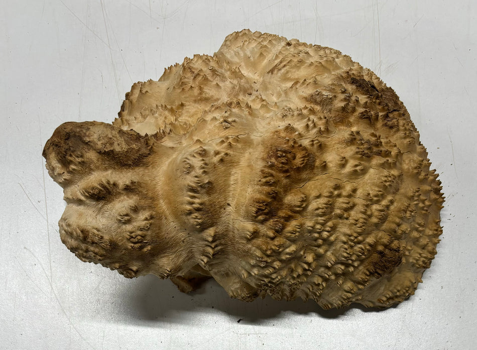 Brown Mallee Burl Cookies 9" x 8" x 4-1/2"  9 Lbs | #5045