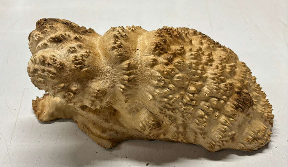 Brown Mallee Burl Cookies 9" x 8" x 4-1/2"  9 Lbs | #5045
