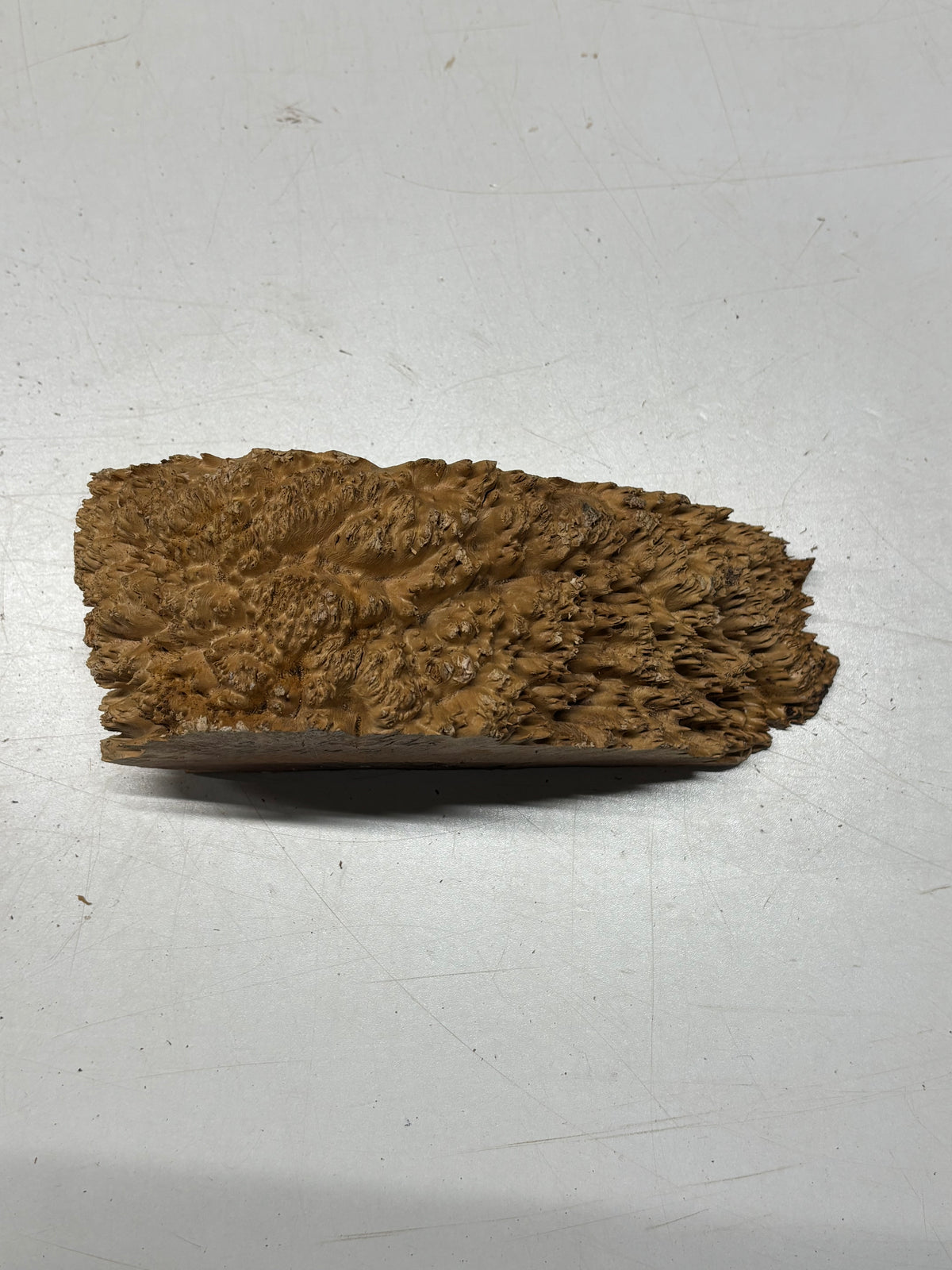 Australian Red Mallee Burl Cap 11" x 5" x 1.5" #2001 - Exotic Wood Zone