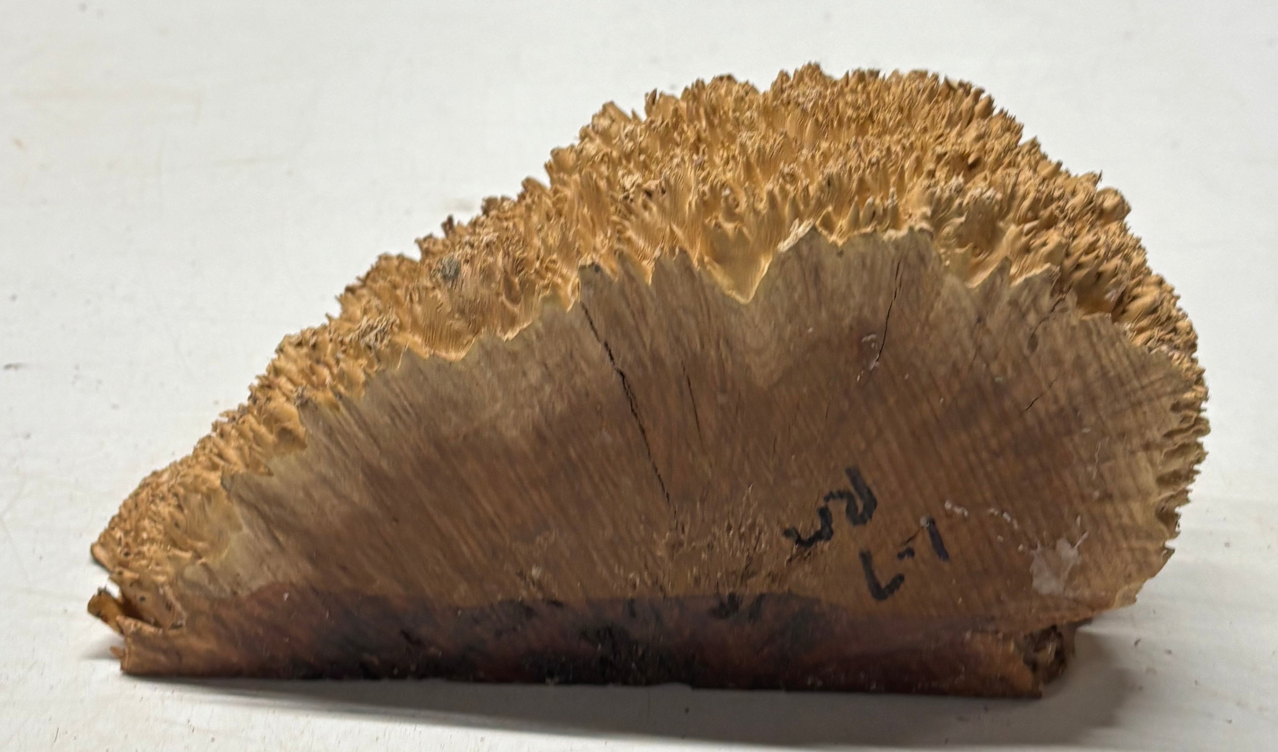 Australian Red Mallee Burl Cap 8" x 4" x 3" #2002 - Exotic Wood Zone