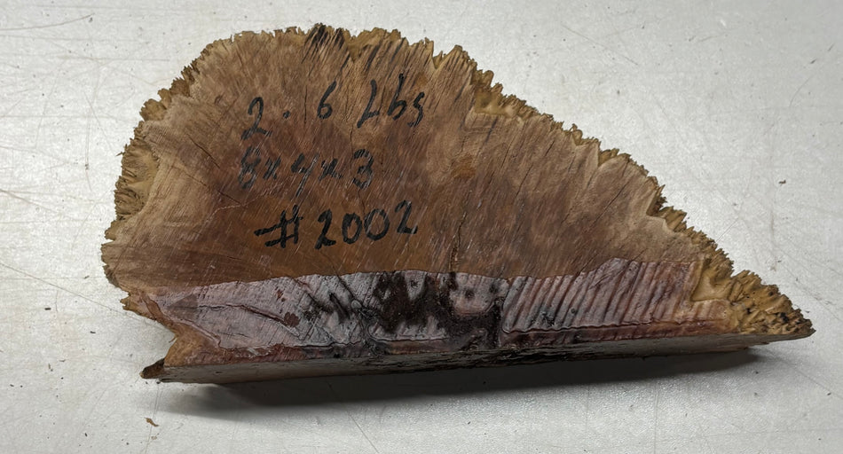 Australian Red Mallee Burl Cap 8" x 4" x 3" #2002 - Exotic Wood Zone