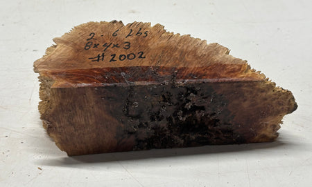 Australian Red Mallee Burl Cap 8" x 4" x 3" #2002 - Exotic Wood Zone