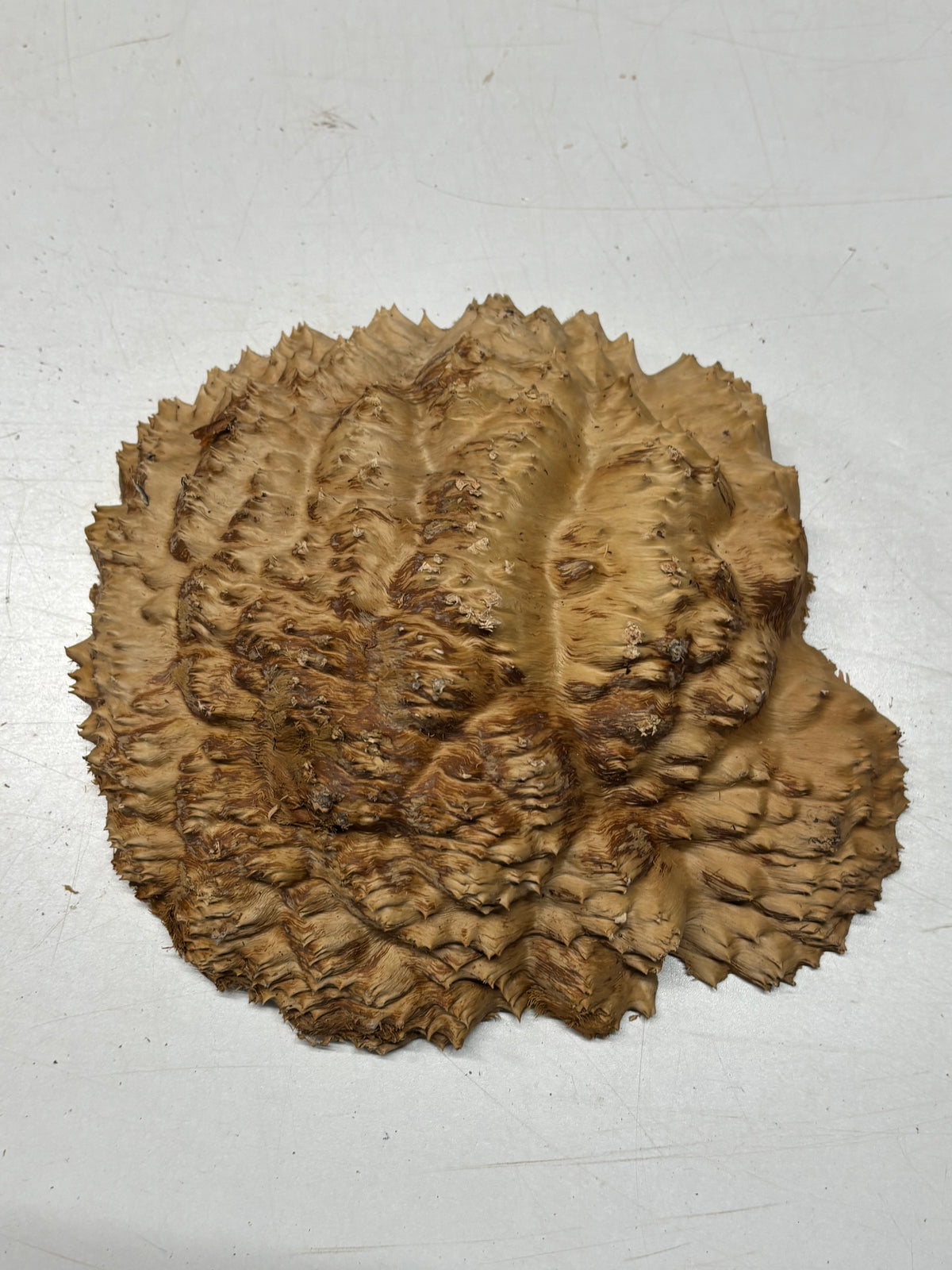 Australian Red Mallee Burl Cap 11" x 10" x 2" #2003 - Exotic Wood Zone