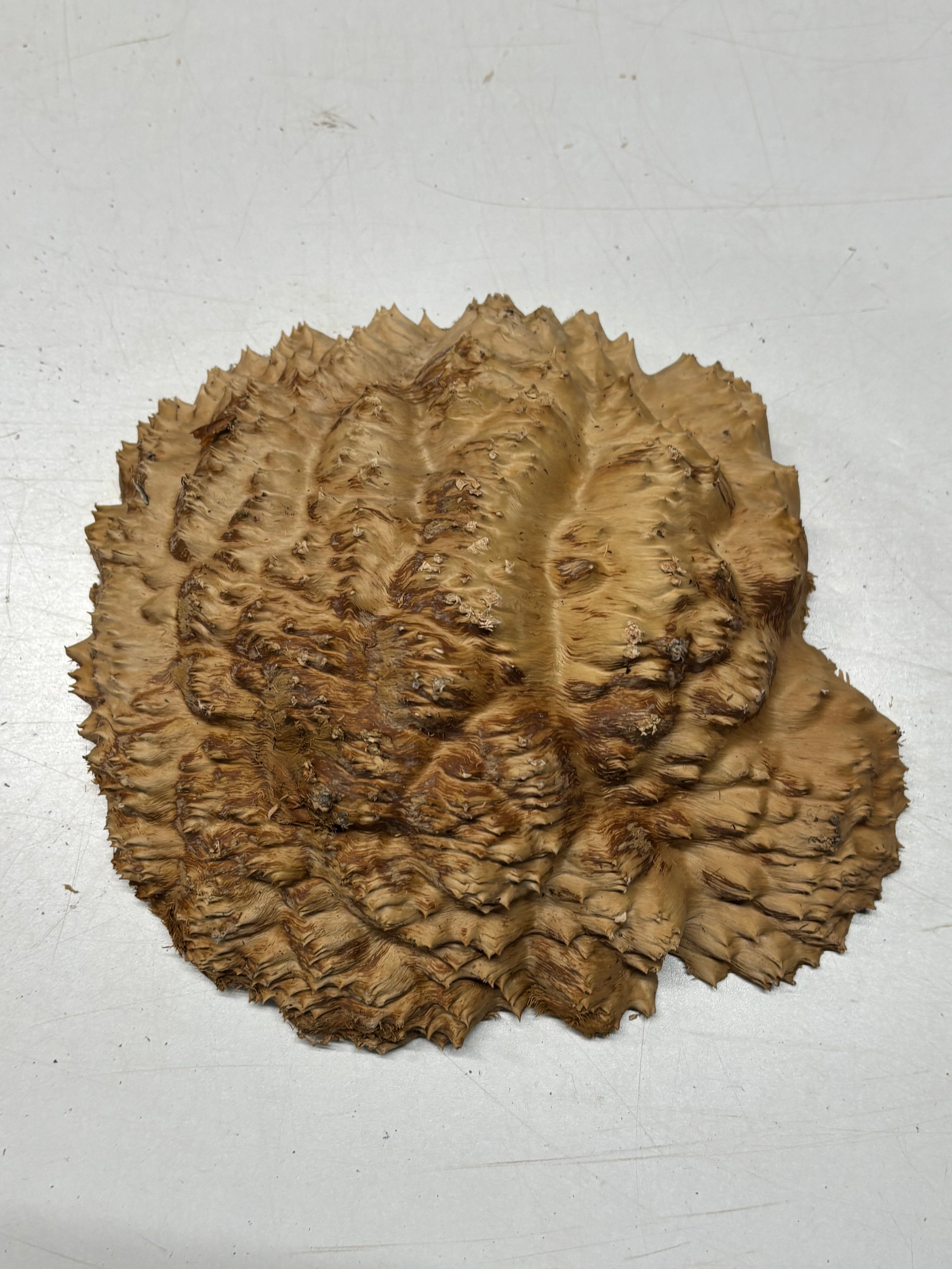 Australian Red Mallee Burl Cap 11" x 10" x 2" #2003 - Exotic Wood Zone