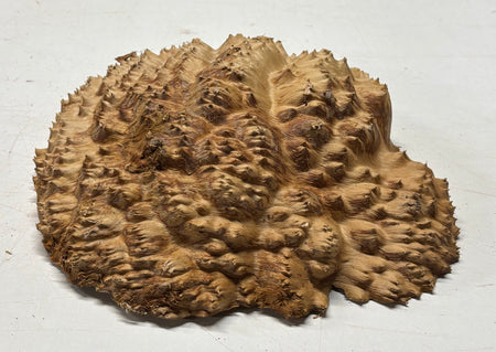 Australian Red Mallee Burl Cap 11" x 10" x 2" #2003 - Exotic Wood Zone