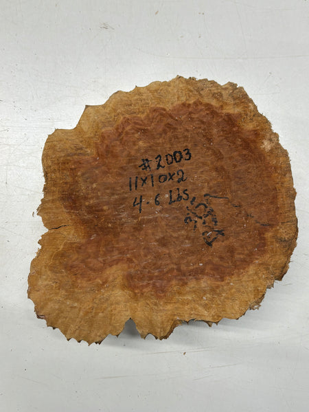 Australian Red Mallee Burl Cap 11" x 10" x 2" #2003 - Exotic Wood Zone