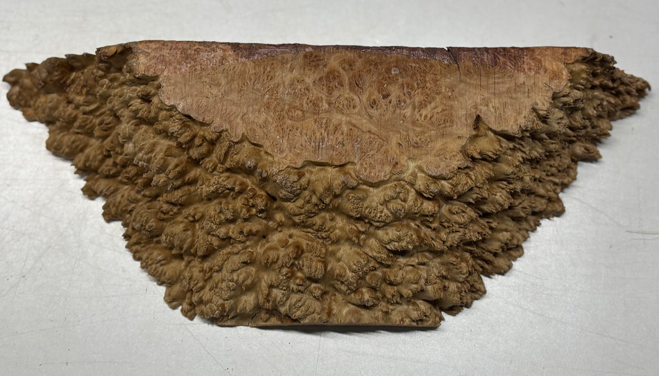 Australian Red Mallee Burl Cap 15.5" x 6" x 3" #2004 - Exotic Wood Zone
