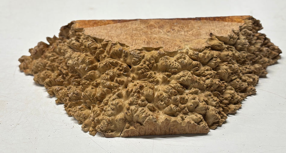 Australian Red Mallee Burl Cap 15.5" x 6" x 3" #2004 - Exotic Wood Zone