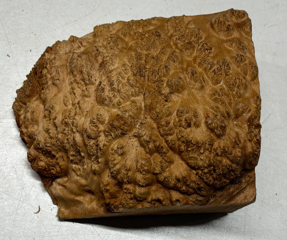 Australian Red Mallee Burl Cap 4.5" x 5" x 2.5" #2005 - Exotic Wood Zone