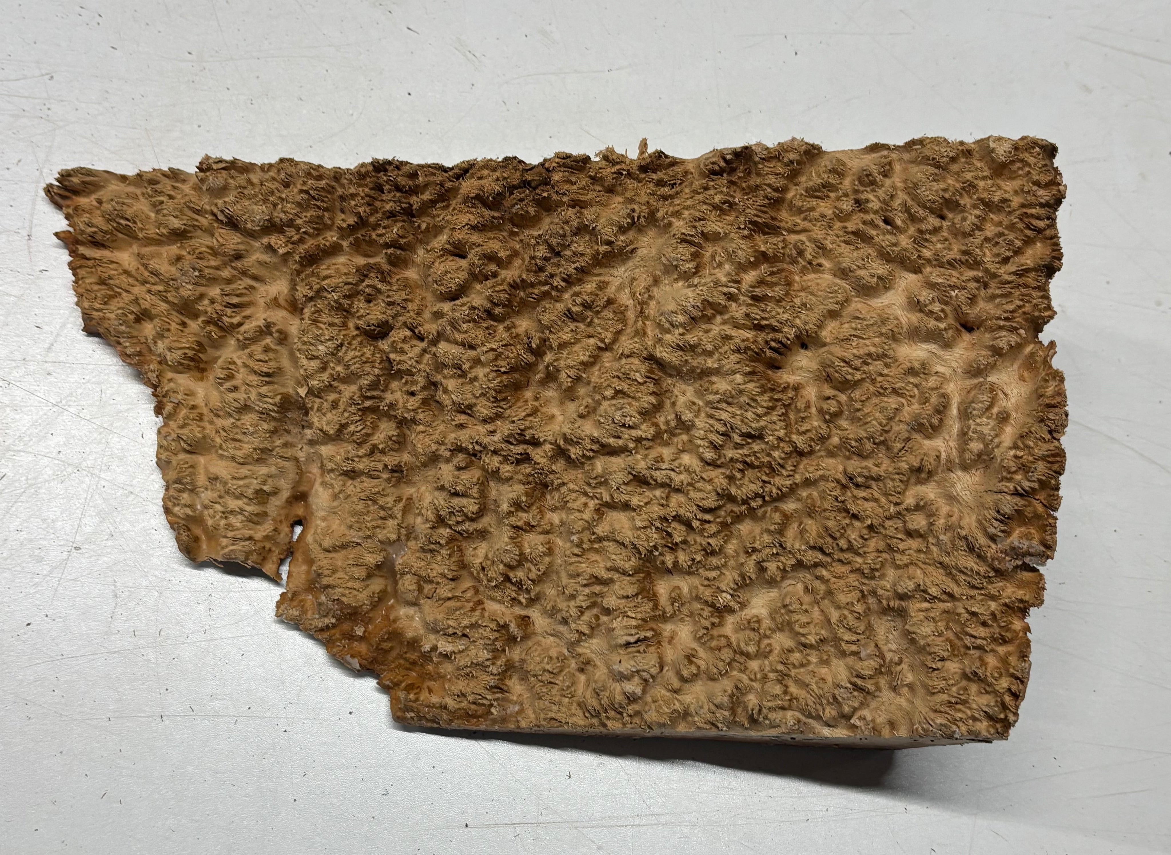 Australian Red Mallee Burl Cap 10" x 6.5" x 3" #2006 - Exotic Wood Zone
