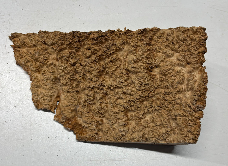 Australian Red Mallee Burl Cap 10" x 6.5" x 3" #2006 - Exotic Wood Zone