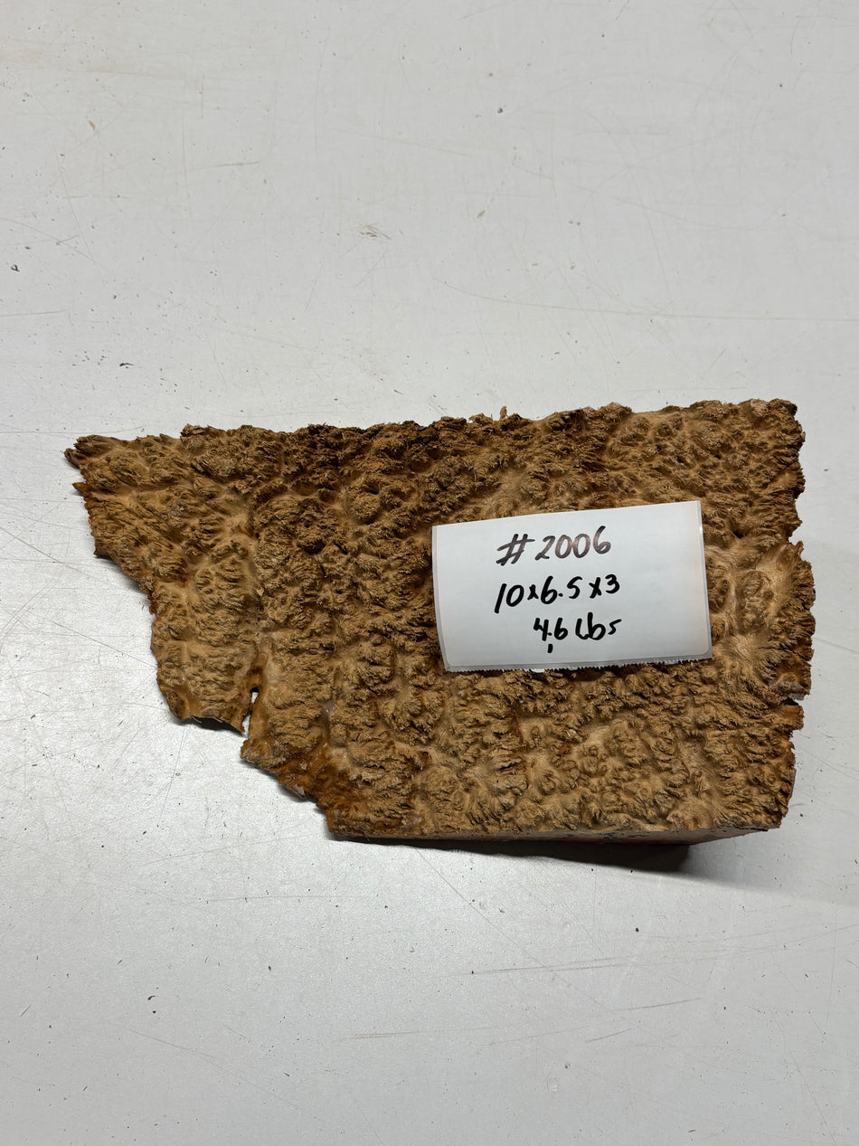 Australian Red Mallee Burl Cap 10" x 6.5" x 3" #2006 - Exotic Wood Zone