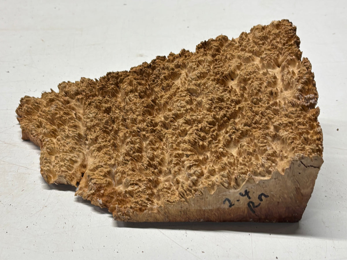 Australian Red Mallee Burl Cap 10" x 6.5" x 3" #2006 - Exotic Wood Zone