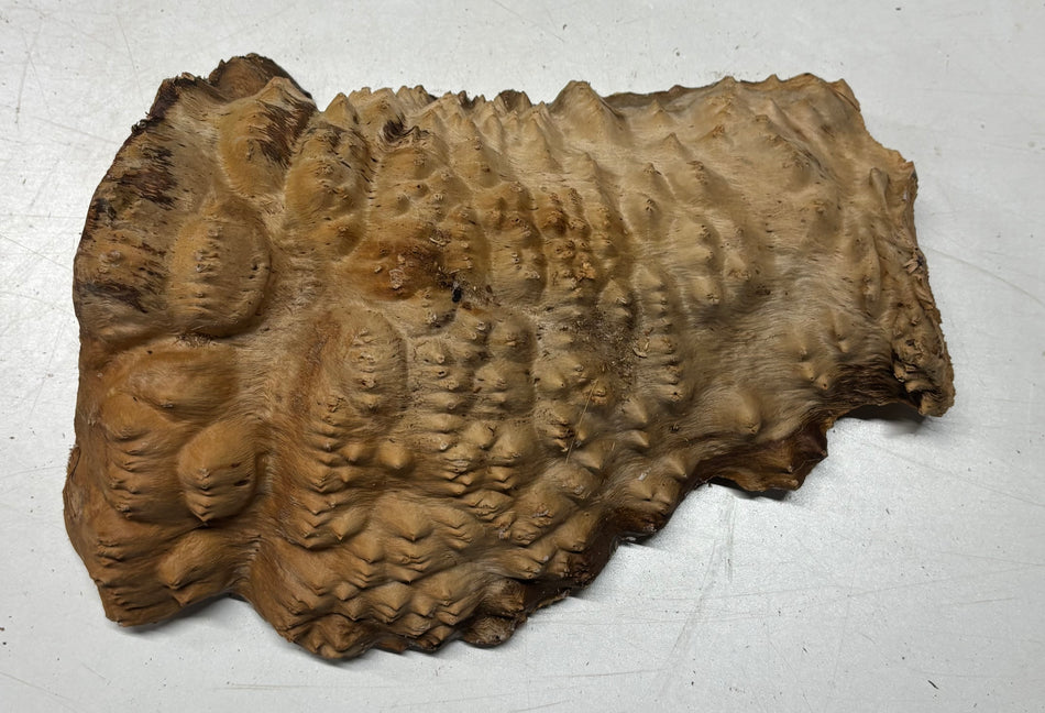 Australian Red Mallee Burl Cap 10" x 7" x 2" #2007 - Exotic Wood Zone