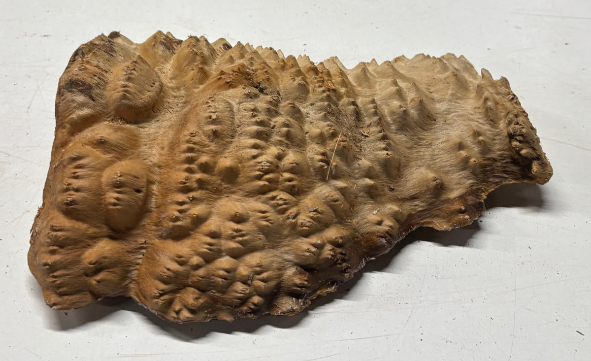 Australian Red Mallee Burl Cap 10" x 7" x 2" #2007 - Exotic Wood Zone