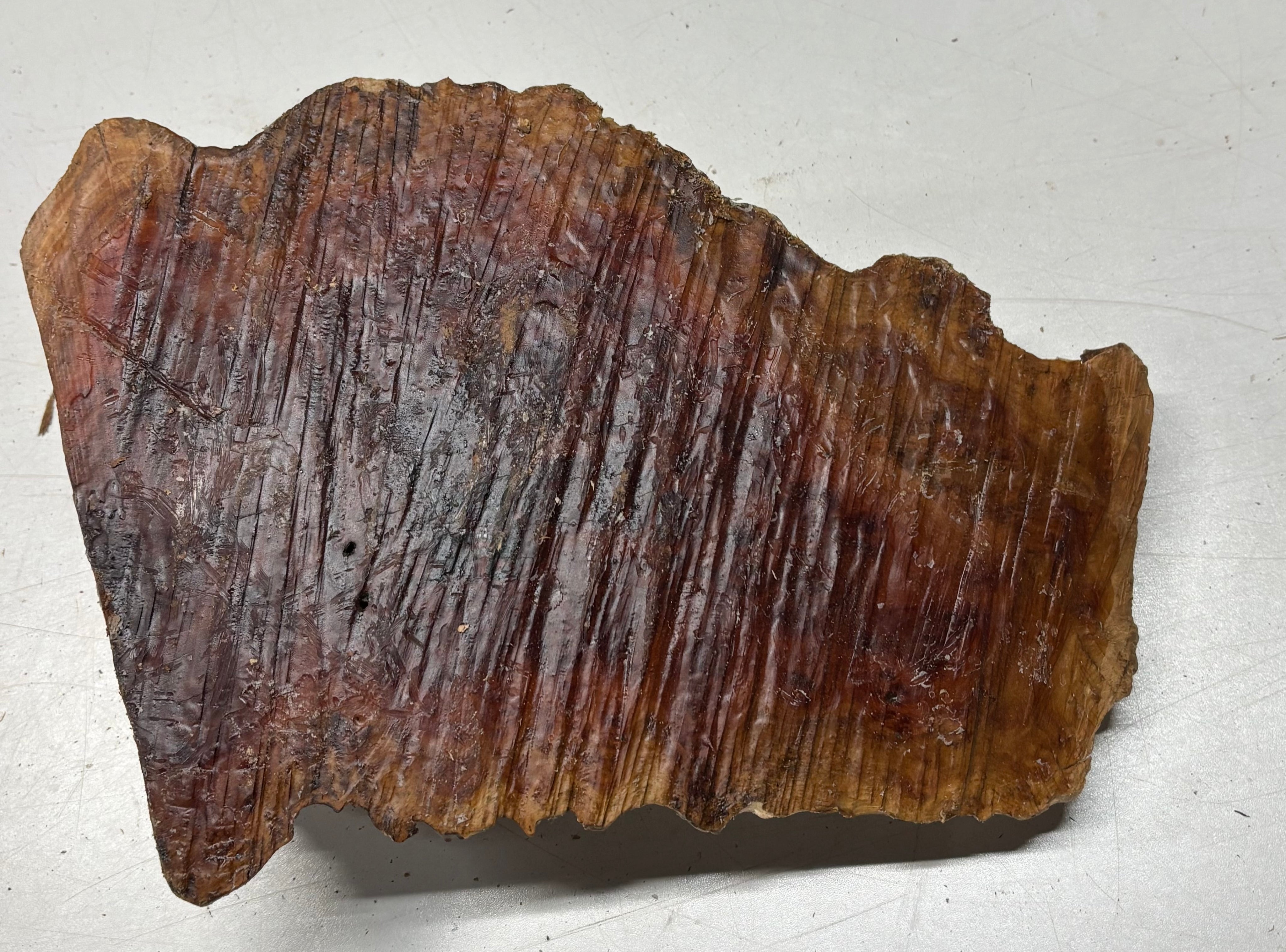 Australian Red Mallee Burl Cap 10" x 7" x 2" #2007 - Exotic Wood Zone
