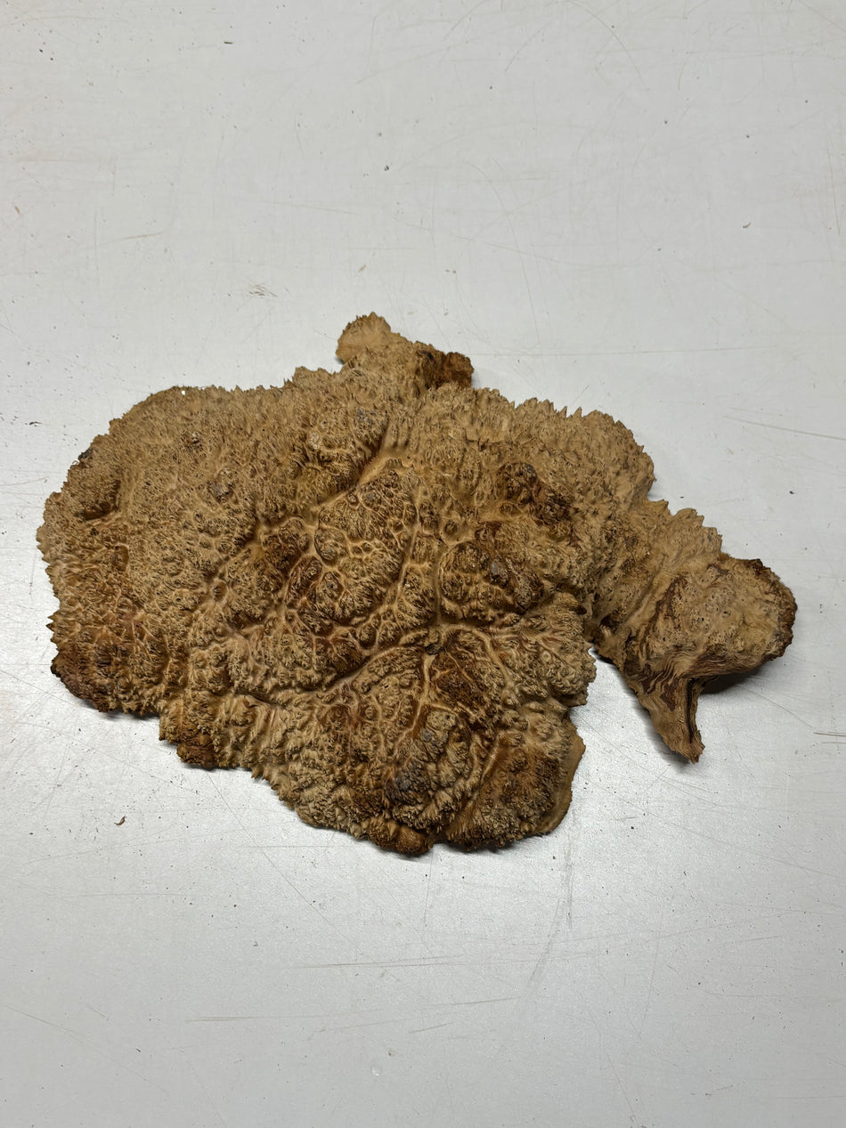 Australian Red Mallee Burl Cap 14" x 10" x 3" #2008 - Exotic Wood Zone