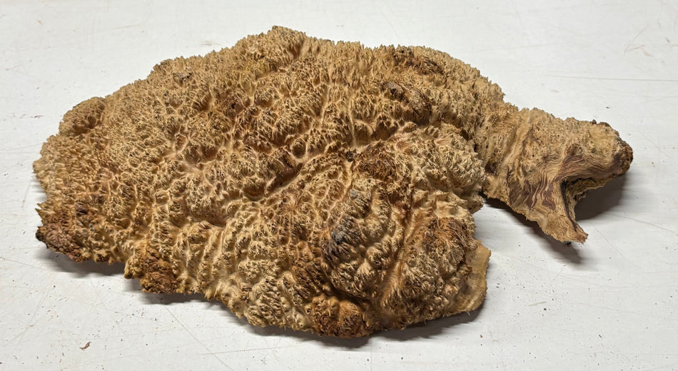 Australian Red Mallee Burl Cap 14" x 10" x 3" #2008 - Exotic Wood Zone