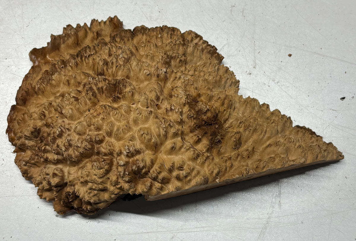 Australian Red Mallee Burl Cap 7" x 6" x 2" #2009 - Exotic Wood Zone