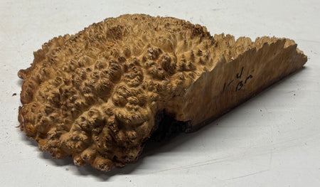 Australian Red Mallee Burl Cap 7" x 6" x 2" #2009 - Exotic Wood Zone