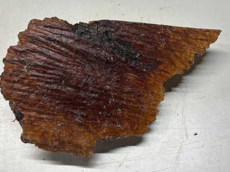 Australian Red Mallee Burl Cap 7" x 6" x 2" #2009 - Exotic Wood Zone