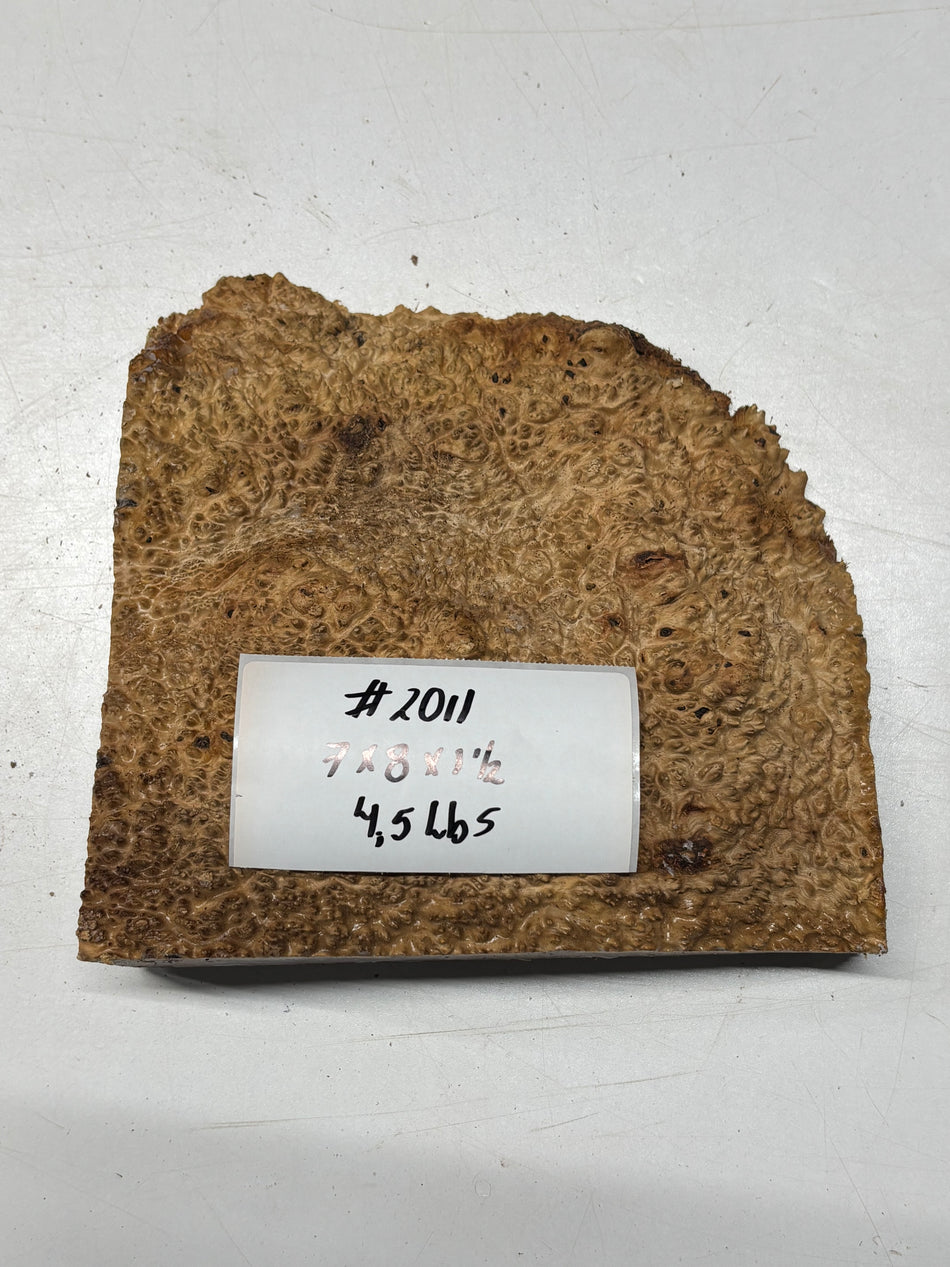 Australian Red Mallee Burl Cap 7" x 8" x 1-1/2" #2011
